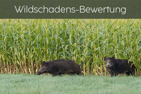 Wildschadens-Bewertung der JAGDWERKER